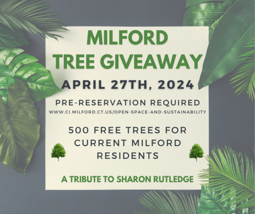 Milford Tree Giveaway 2023